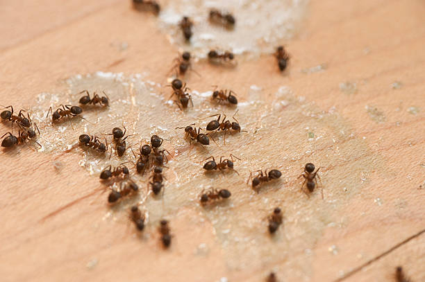 Best Bed Bug Extermination  in Stanwood, WA